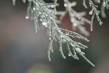 Frozen drops of water on a pine tree branch. Winter natural background. christmas tree. christmas background with copy space. rain drops on branch. cold background