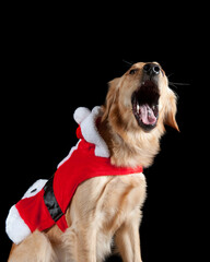 A golden retriever dog wearing a red and white holiday Christmas Santa Suit yawning, isolated on black.
