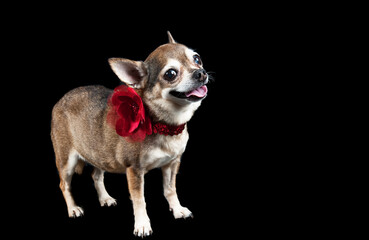 Closeup of cute happy brown Chihuahua dog with holiday Christmas collar isolated on black