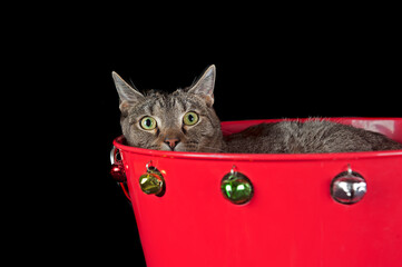 Brown tabby cat in holiday Christmas basket with jingle bells isolated on black looking at camera.