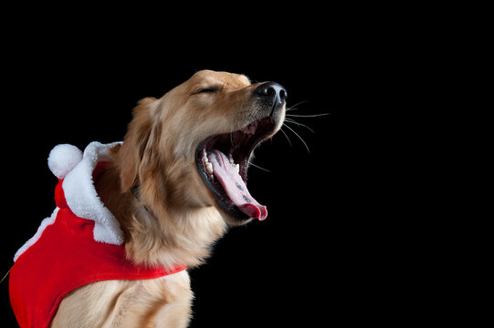 A golden retriever dog wearing a red and white holiday Christmas Santa Suit yawning, isolated on black.