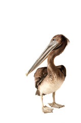 Brown Pelican isolated on white standing and looking over shoulder at camera.