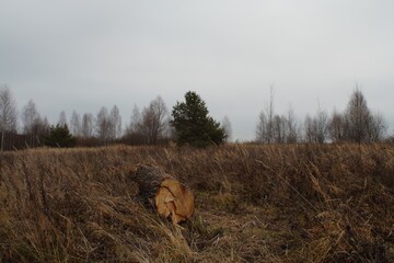 Nature, Forest, Pine, Russia, Autumn.