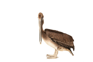 Brown Pelican isolated on white standing and looking at camera.