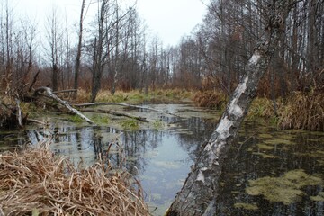 Fototapeta na wymiar Nature, River, Landscape, Russia, Autumn.