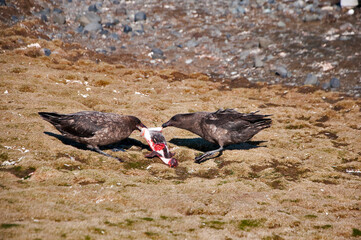 skua © rubbersoulroad