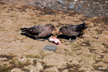 skua © rubbersoulroad
