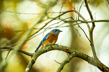 Bird in Tree