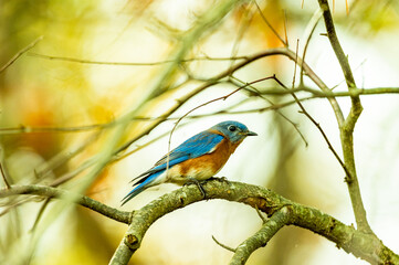  Bird in Tree