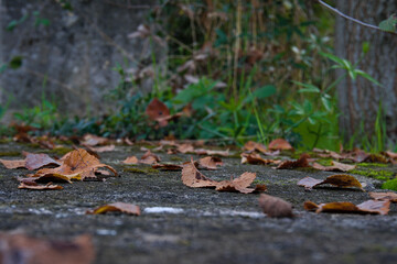 Autumn colors, brown 
fallen leaves in a park