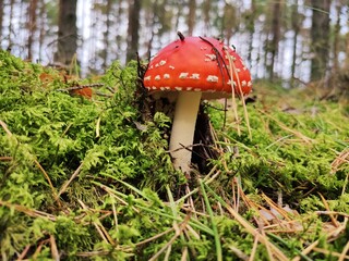 fly agaric mushroom