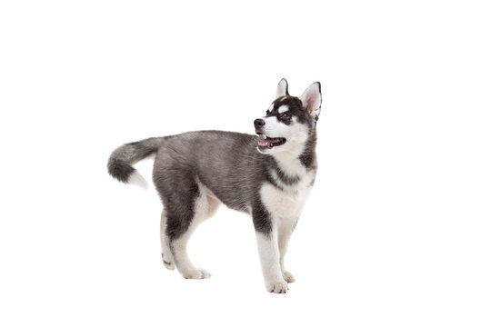 Cute little husky puppy isolated on white background. Studio shot of a funny black and white husky puppy, age 3 months on a white wall background. Baby female purebred dog siberian husky