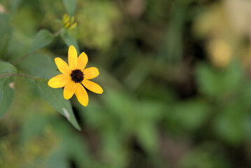 Prairie, late season black eyed susan