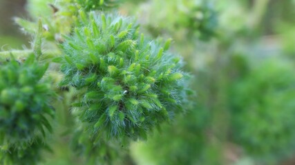 Macro photography of a green plant