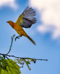 spot breasted oriole in flight
