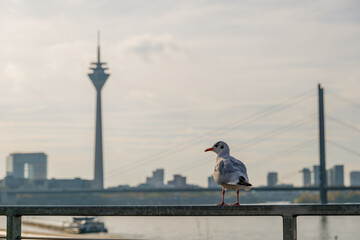 Fototapeta na wymiar Selective focus at bird on railing and defocus background of downtown district, Rhein tower, suspension bridge and Rhine River golden sunset sky in Düsseldorf, Germany. 