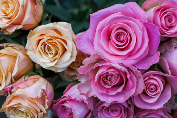 Moody tone, close-up view of various shade of vivid pink, and pink yellow pastel blooming roses backdrop at florist. Vivid pastel flower in bloom. Blossom roses for Valentine day.