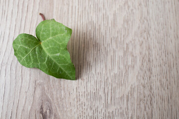 hoja