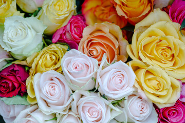 Close up view of various colorful red, yellow, white and pink blooming roses backdrop at florist. Vivid pastel flower in bloom. Blossom roses for Valentine day.