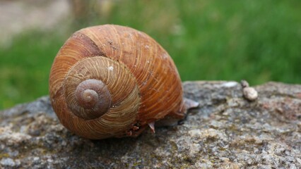 Snail lying on the stone

