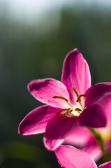 Fototapeta premium decorative pink flower rain lily Zephyranthes grandiflora on blurred background closeup,