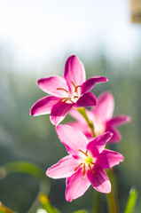 decorative pink flower rain lily Zephyranthes grandiflora on blurred background closeup,
