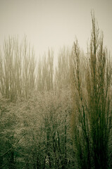 Winter urban frosty landscape - snow covered trees on foggy background