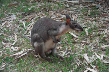 Portrait of Red-legged Pademelon. Thylogale stigmatica.