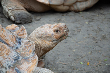 Closeup of African Spurred Tortoise.