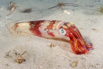 Longfin Squid 2