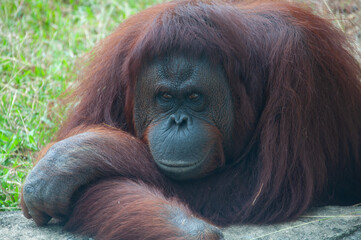 A orangutan look at forward. © shawnfighterlin