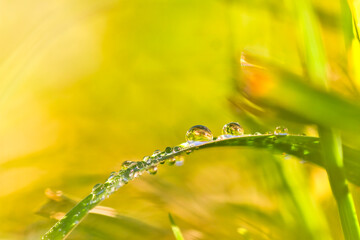 Tautropfen auf einem Schilfhalm mit verchwommenem Bokeh Hintergrund.