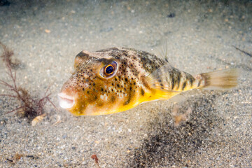Northern Pufferfish
