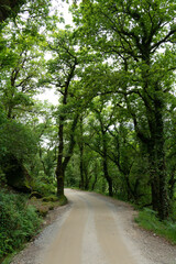 Fototapeta premium Green trees on the forest