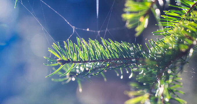 Fichtennadeln auf einem Ast mit Spinnweben und Blaues Bokeh im Hintergrund.