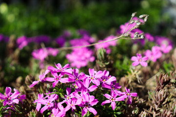 flowers in the garden
