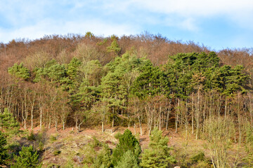 rows of trees in the field