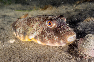 Northern Pufferfish 3