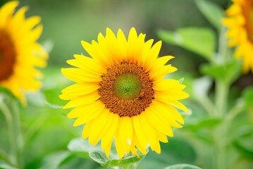 Fototapeta premium Bee pollinating a sunflower isolated