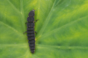 Firefly larva in the field