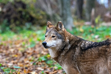 Naklejka na ściany i meble Wolf in the autumn forest
