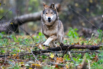 Wolf in the autumn forest