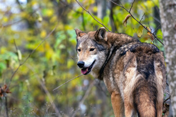 Wolf in the autumn forest