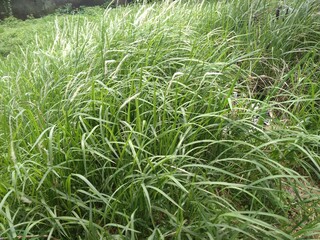 Green Reeds On The Field, Jakarta, Indonesia - 2020