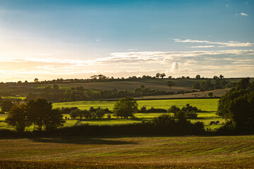 Summer warm view for local farmlands in Oxfordshire, harvest time farm fields landscape with trees and cows in far distance, sunny day with soft clouds and blue sky