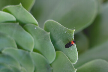 Firefly resting on a cactus