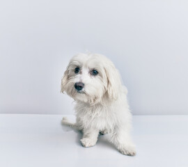 Adorable dog over isolated white background.