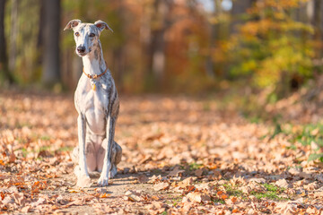 Windhund - Portrait einer hübschen Whippet Hündin im herbstlichen Wald