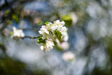 Cherry blossoms over blurred nature background/ Spring flowers/Spring Background with bokeh