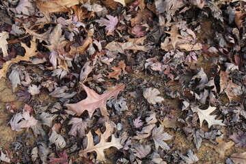 A walk in the Park